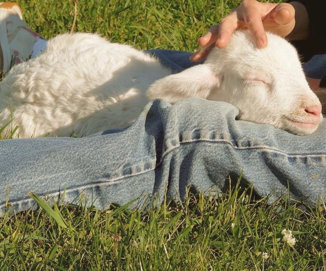 Красивые козлята