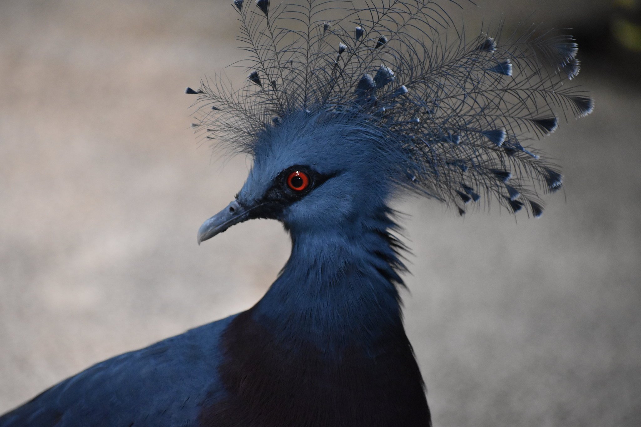 Птица из новой гвинеи 6 букв. Веероносный венценосный голубь. Синяя птица венценосный голубь. Веероносный венценосный голубь птицы новой Гвинеи.