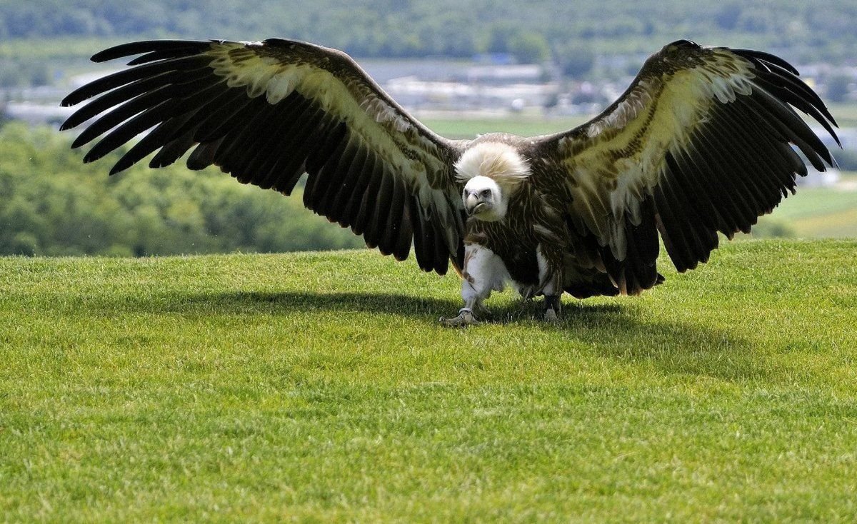 Андский Кондор и Альбатрос