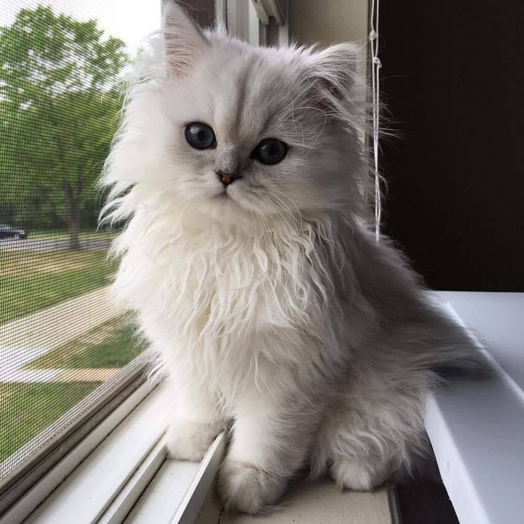 Персидская шиншилла серебро