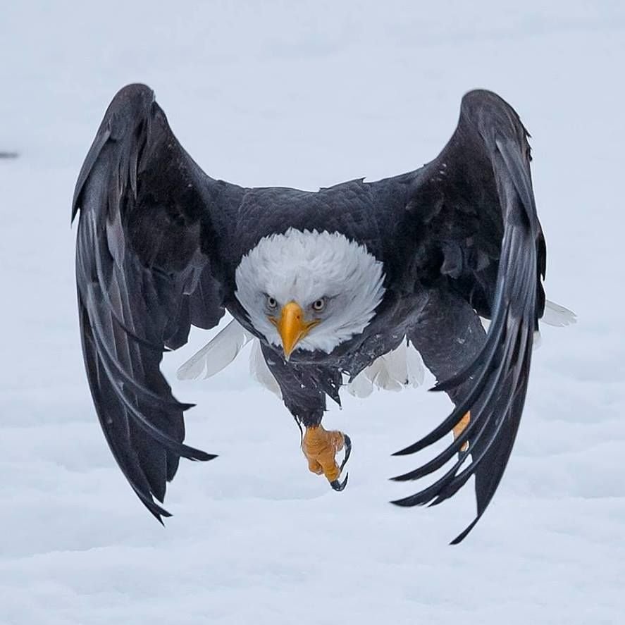 Орел в профиль и анфас