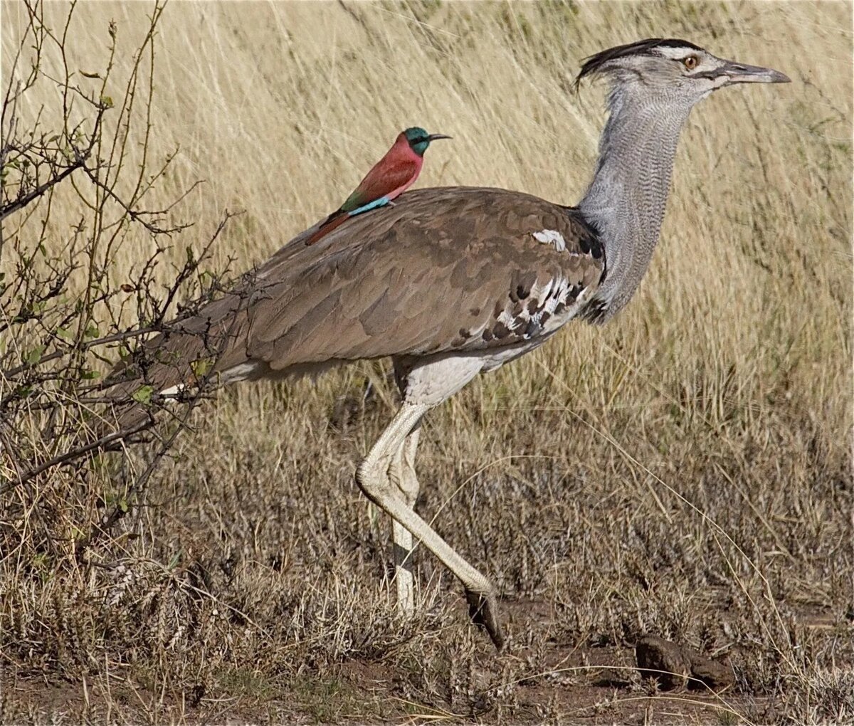 Африканская Дрофа кори