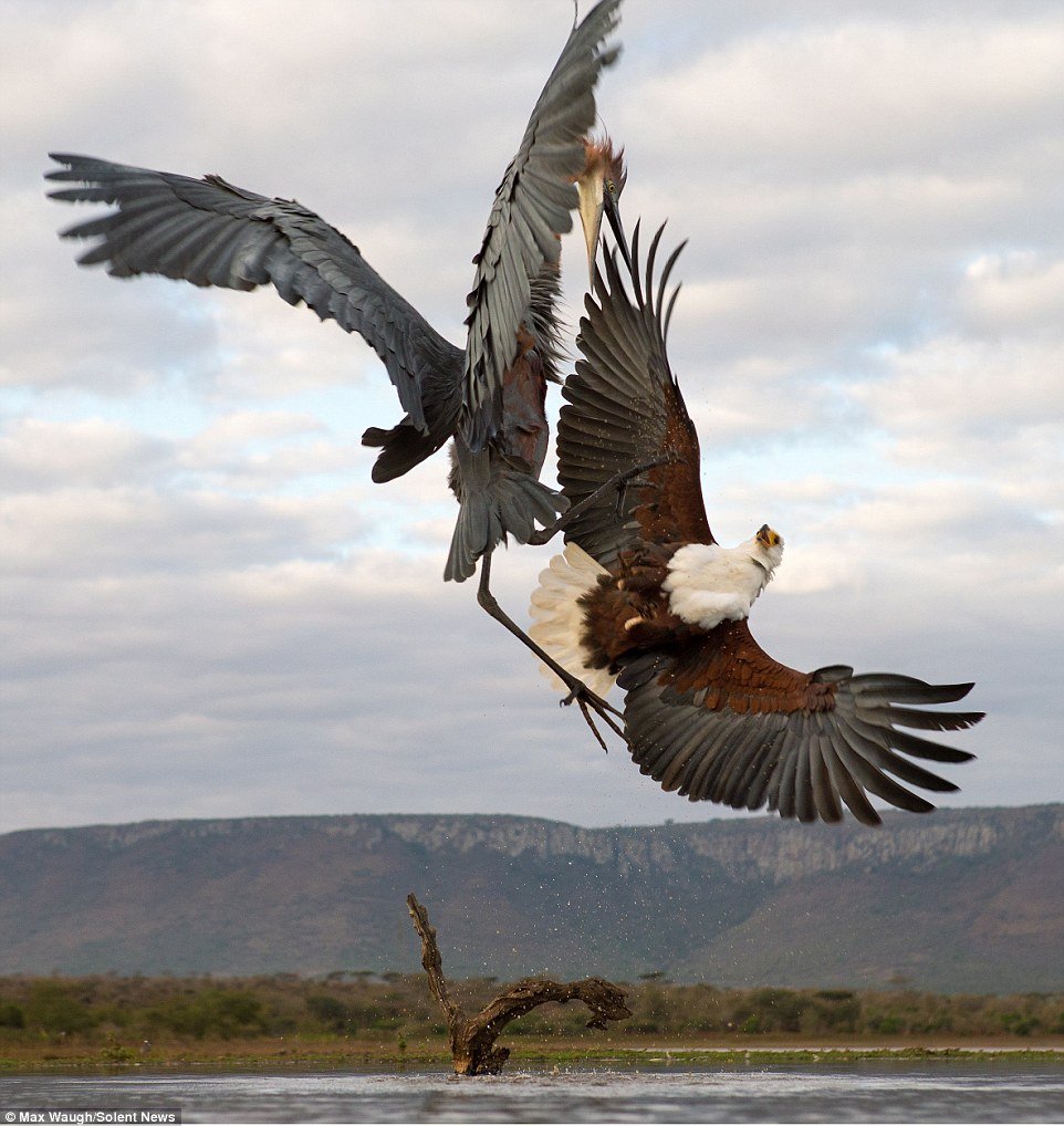 Самая большая птица в мире летающая хищная