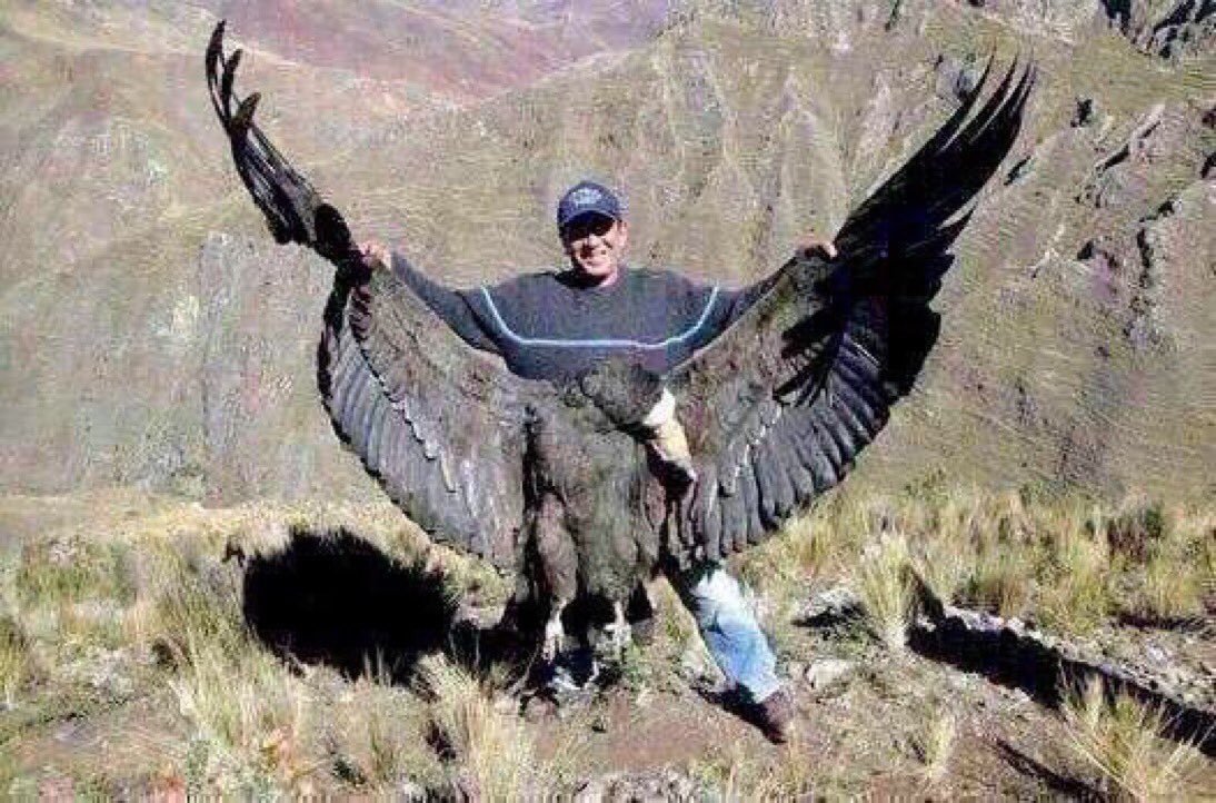 Андский Кондор размах крыльев