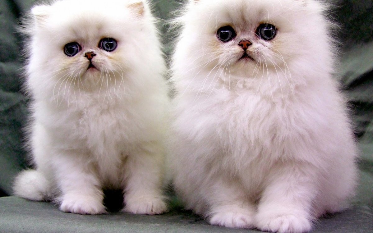 Персидский вислоухий кот