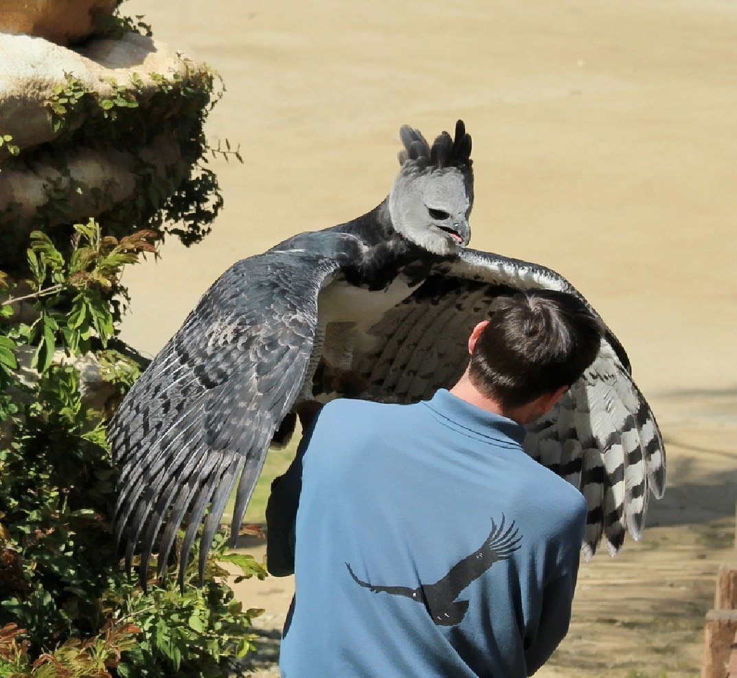 Орел гарпии самый большой Орел в мире