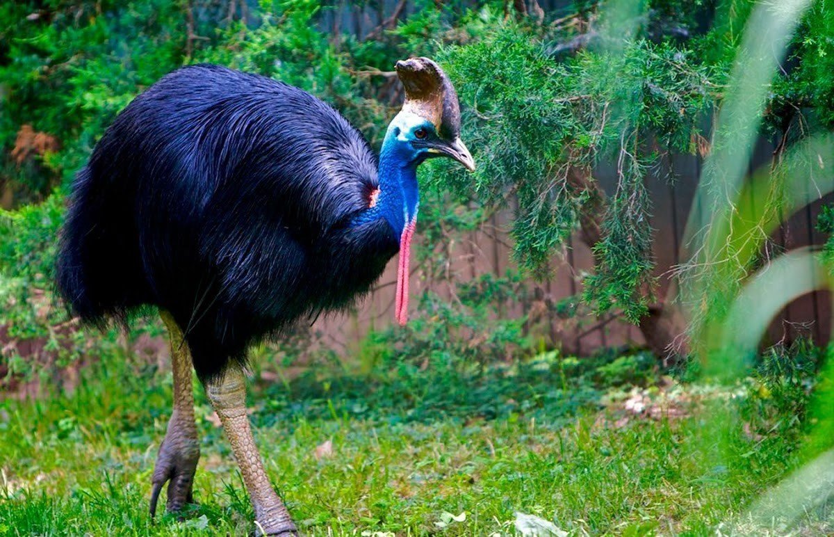 Казуар птица
