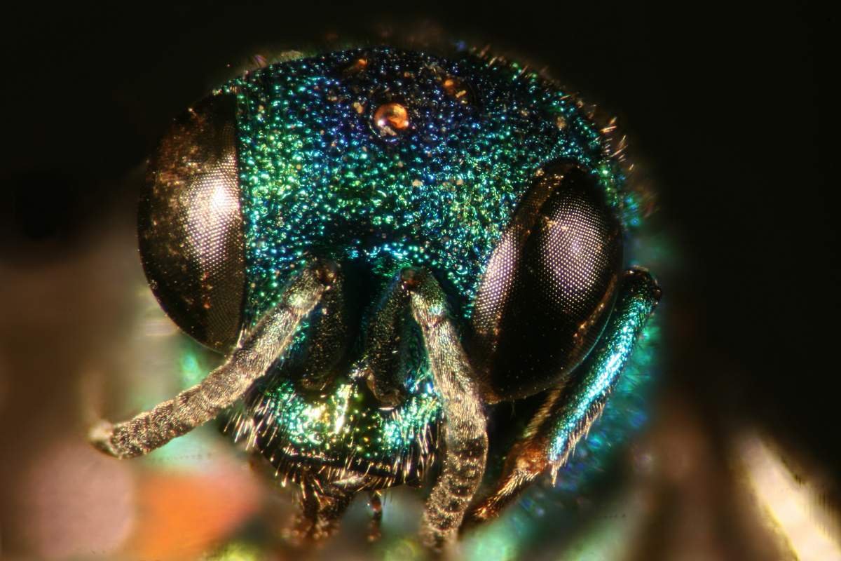 Макрофотографии животных и растений