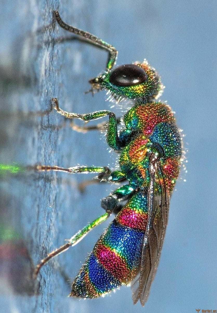 Chrysis fulgida
