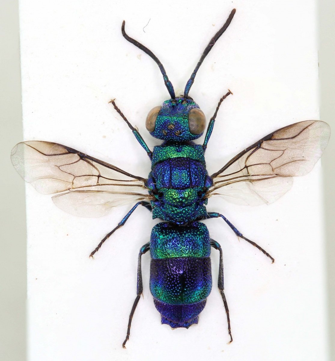 Оса блестянка Огненная