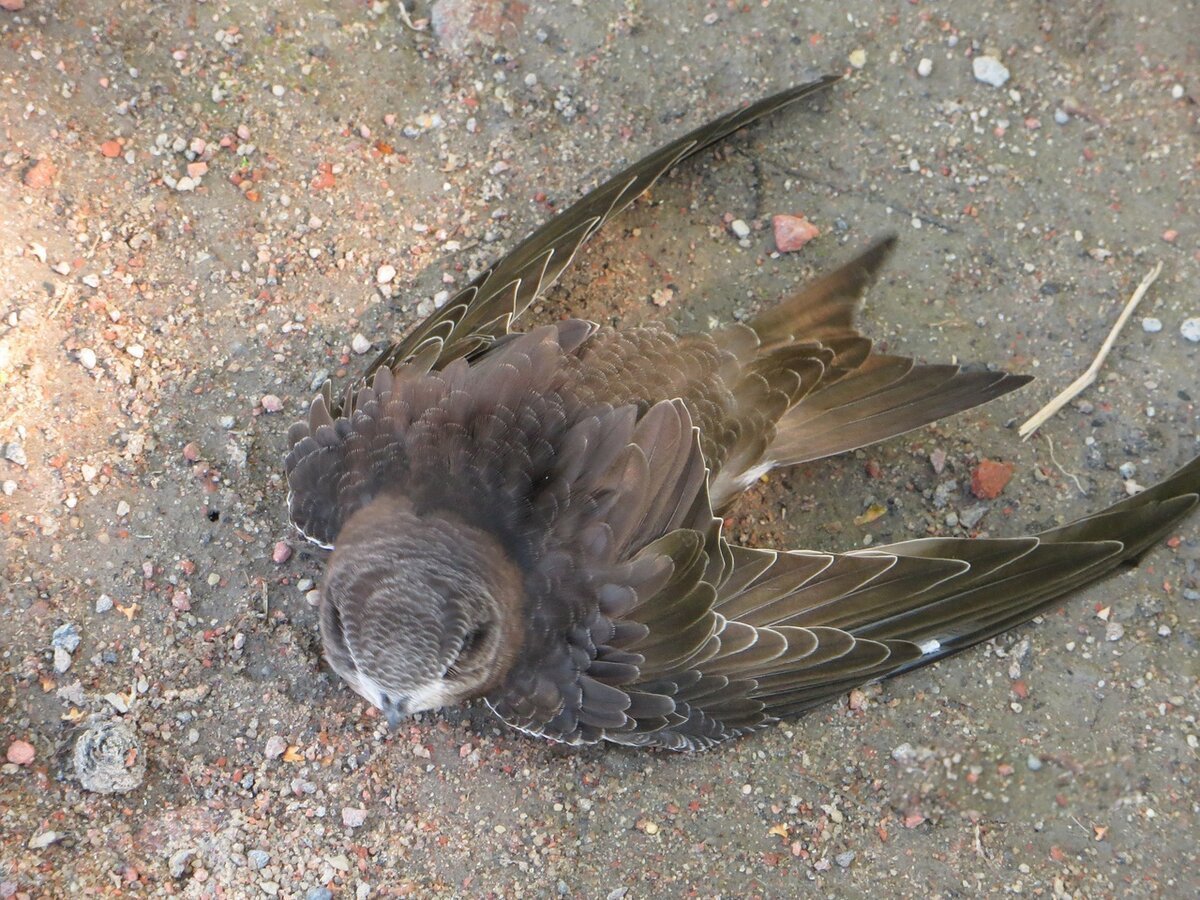 Норы ласточек-береговушек