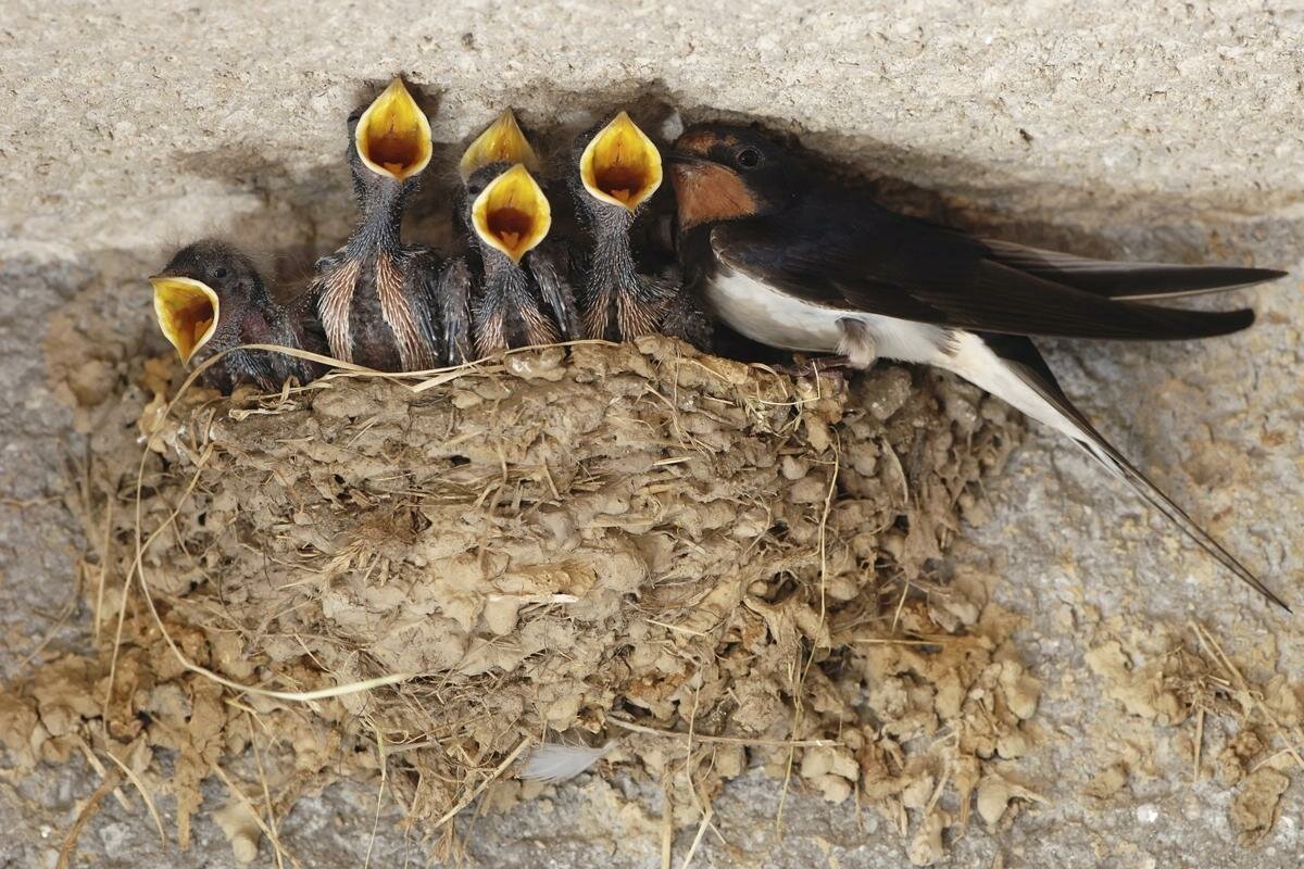 Ласточка птица гнездо
