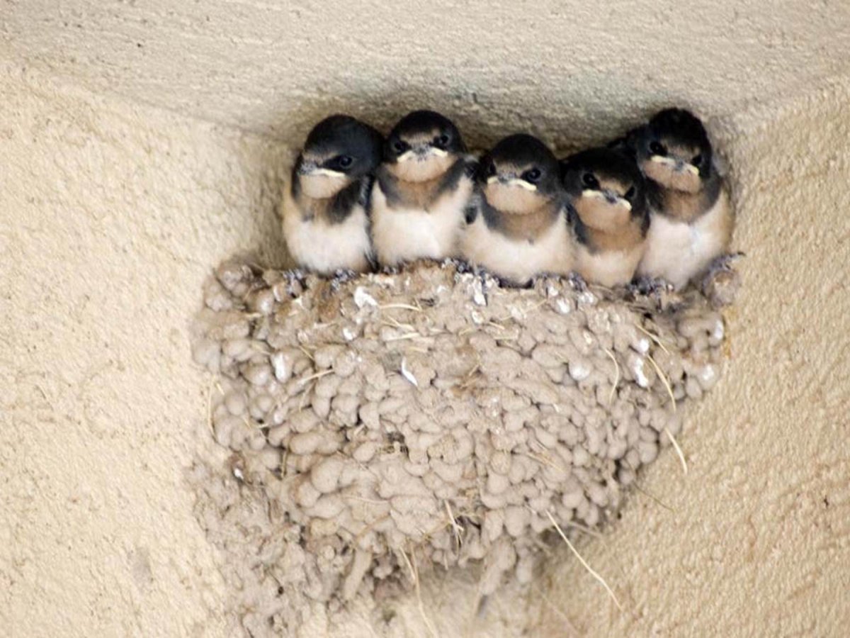 Гнезда Стрижей и ласточек