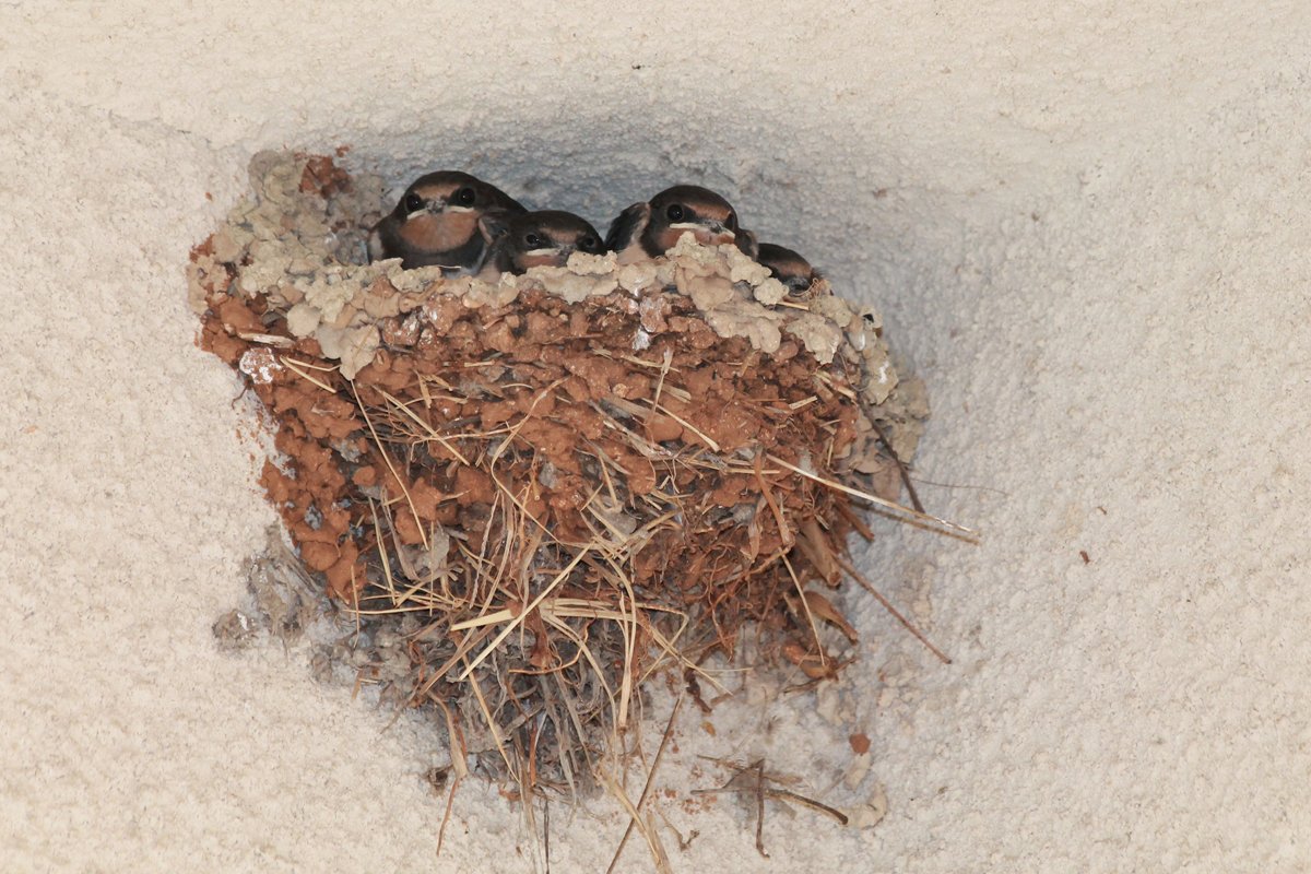 Гнёзда ласточек с птенцами под окнами