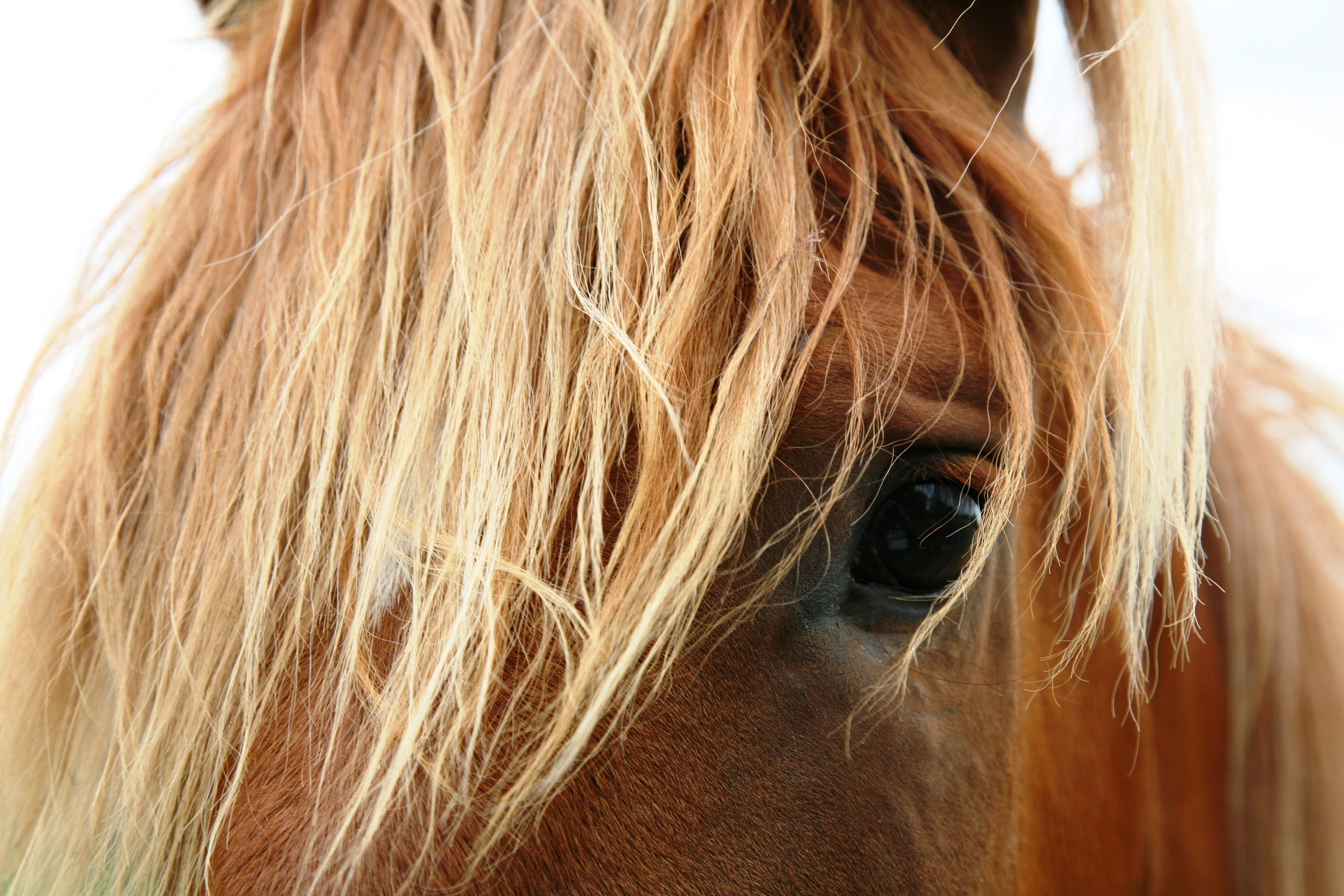 Horse hair. Грива лошади. Лошадиные прически. Лошадь с красивой гривой. Прически для лошадей.