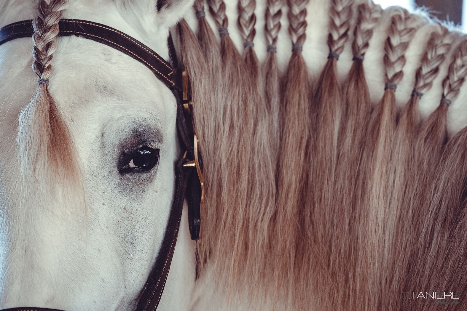 Horse hair. Лошадиные прически. Красивые прически для лошадей. Лошадь с косичками. Косы у лошадей.