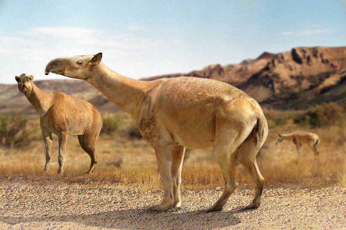 Макраухения патагонская