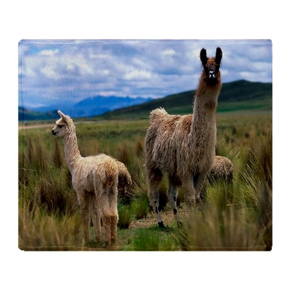 Верблюд ест колючки