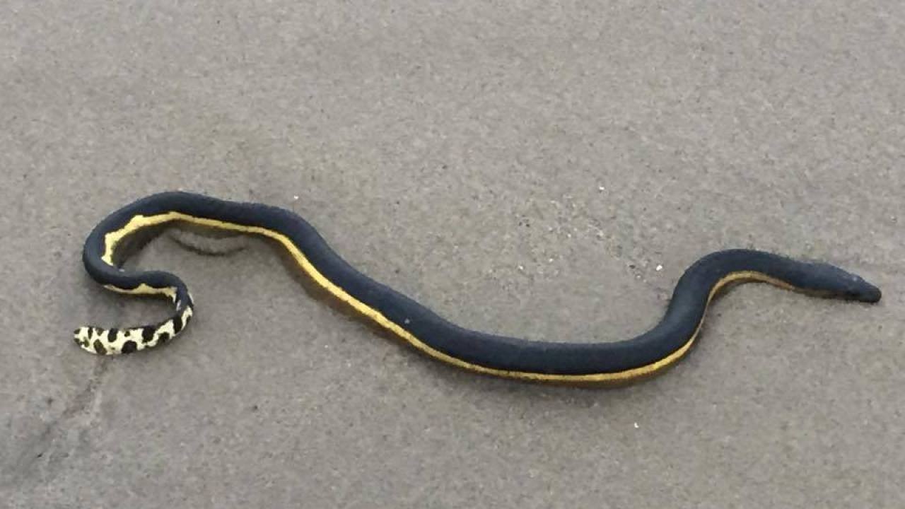 Черная змея на голове пятна. Малайский Крайт змея. Гадюка черная с желтыми пятнами. Чёрная змея с жёлтыми полосками. Черная змея с желтой полосой.