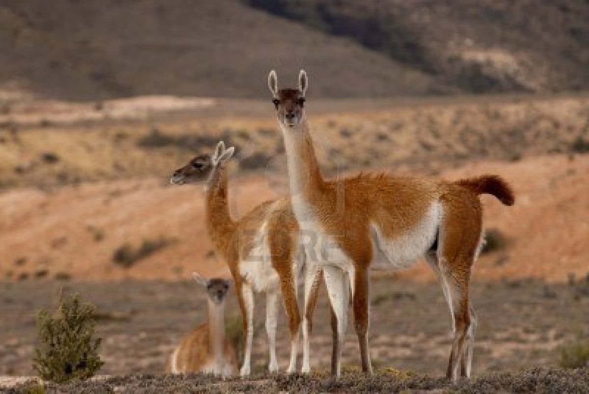Двугорбый верблюд бактриан