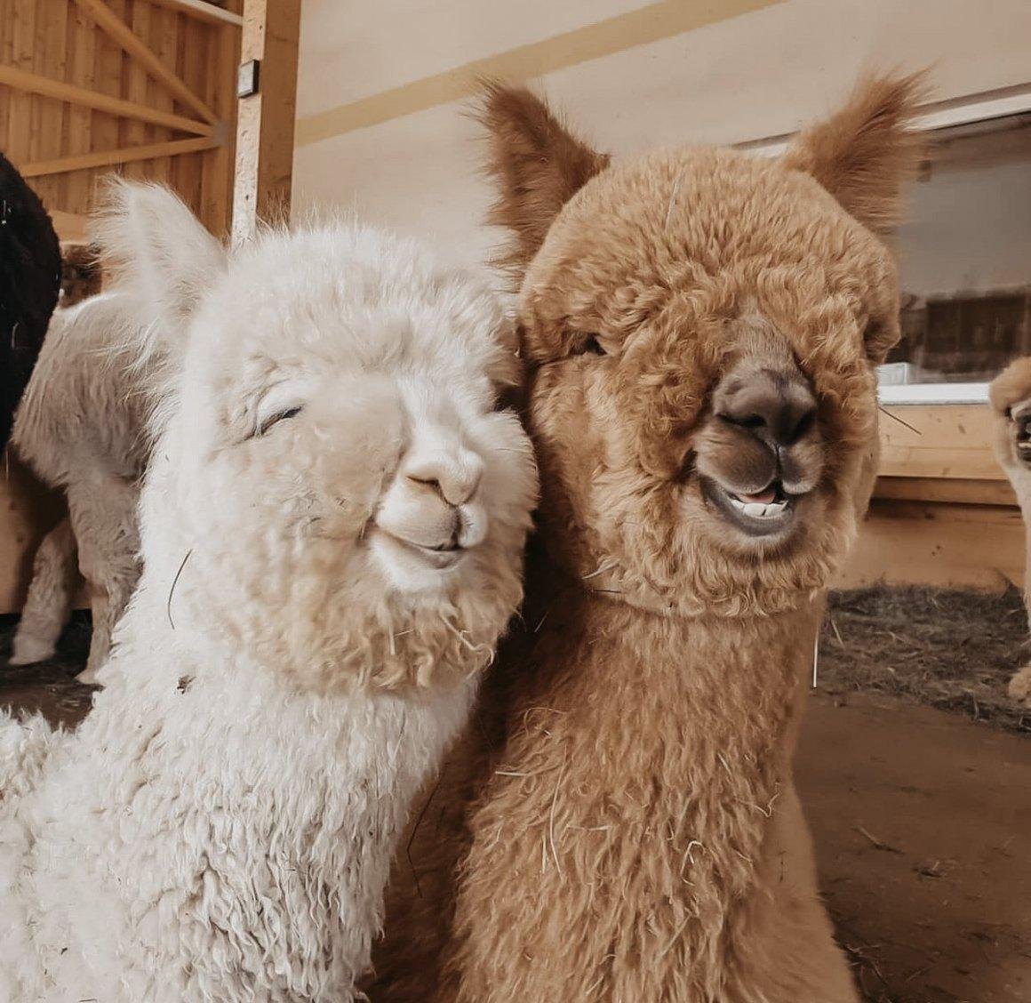 Лама и верблюд родственники