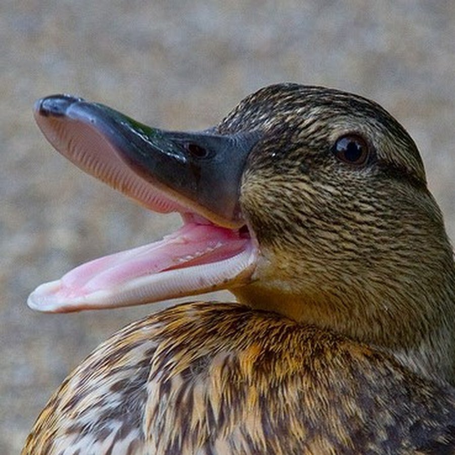 Ширококлювая утка