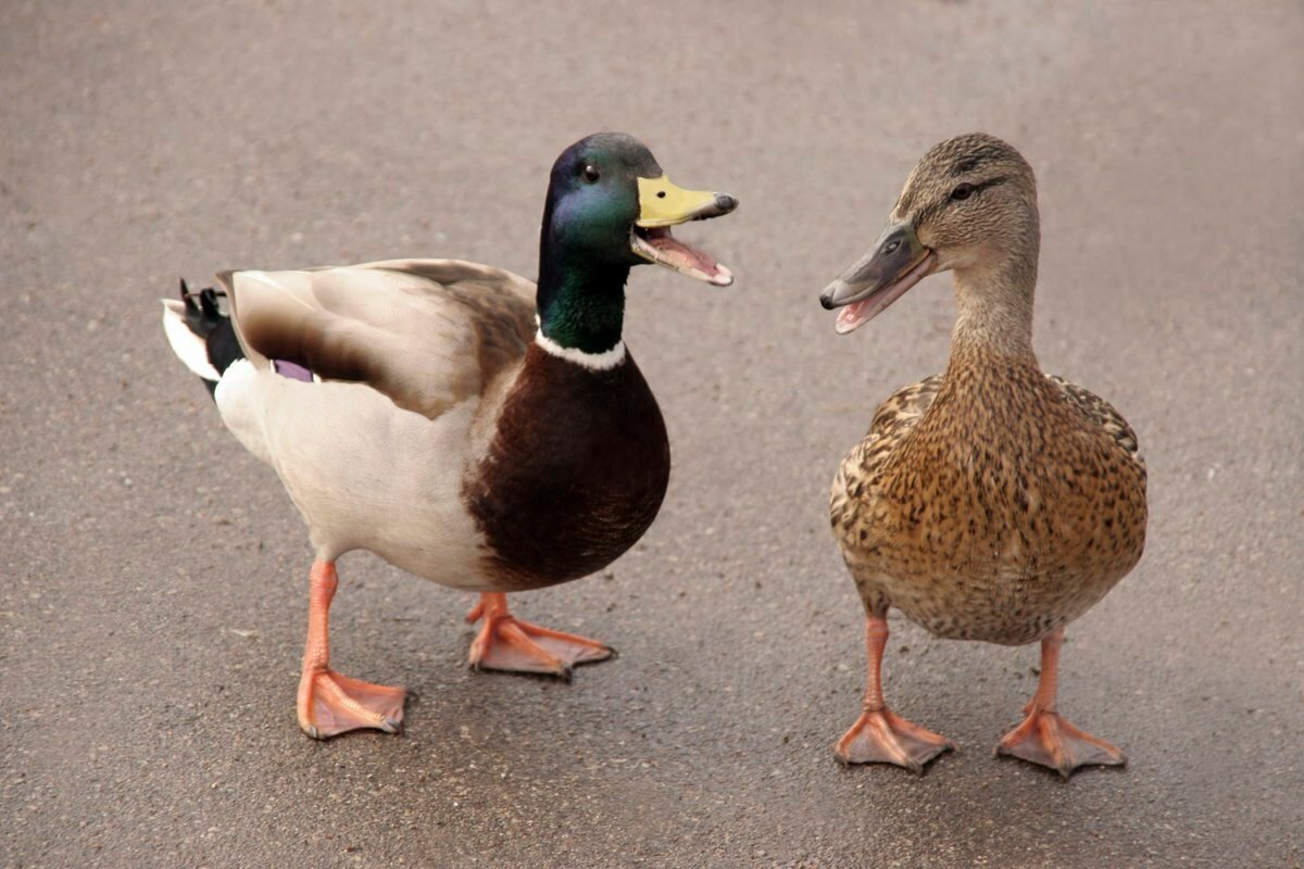 Селезень крякает