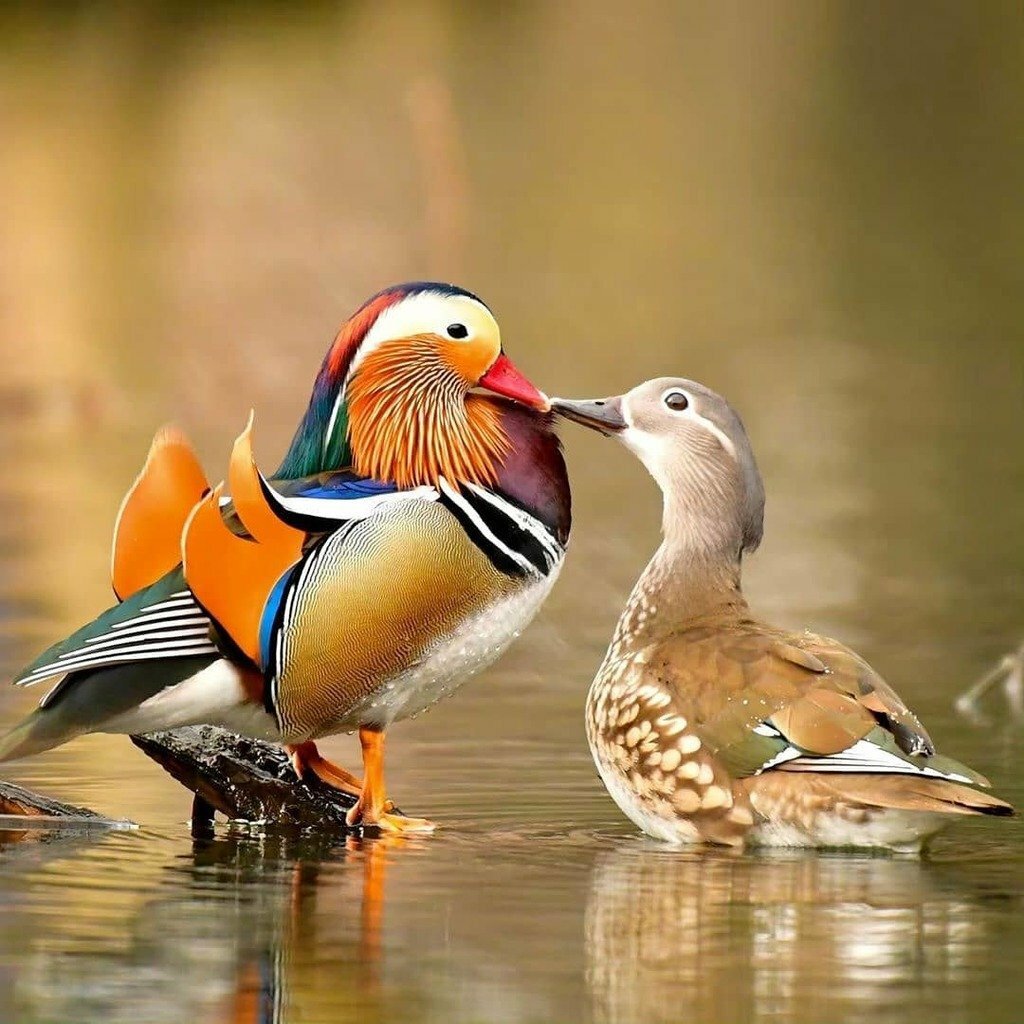 Утка Мандаринка альбинос