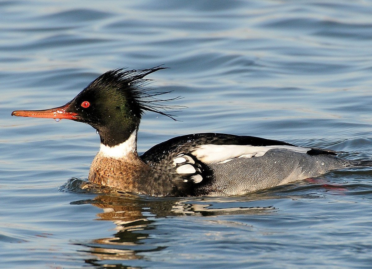 Нырки птицы водоплавающие