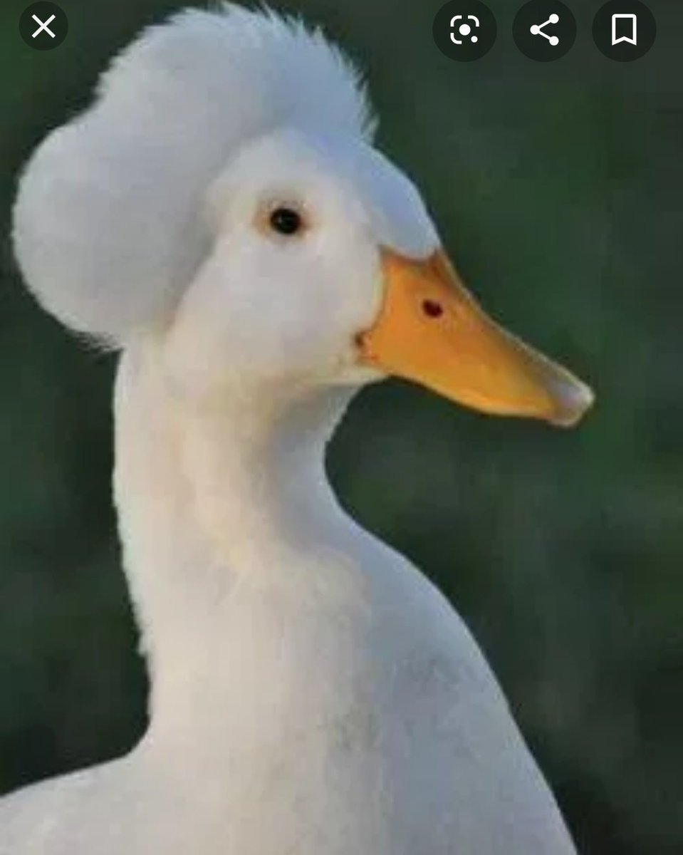 Хохлатая (порода уток)