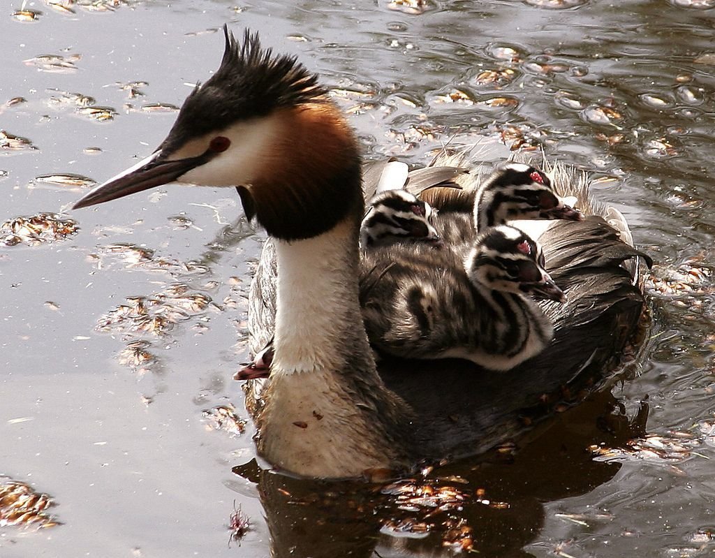 Поганка птица птенец