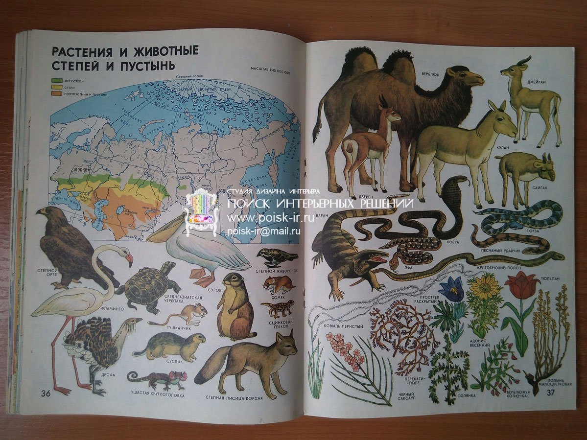 Сообщение о животных