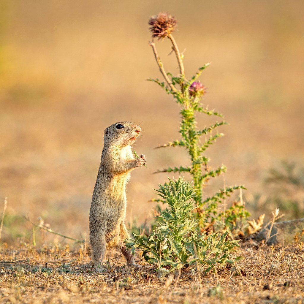 Растения степи