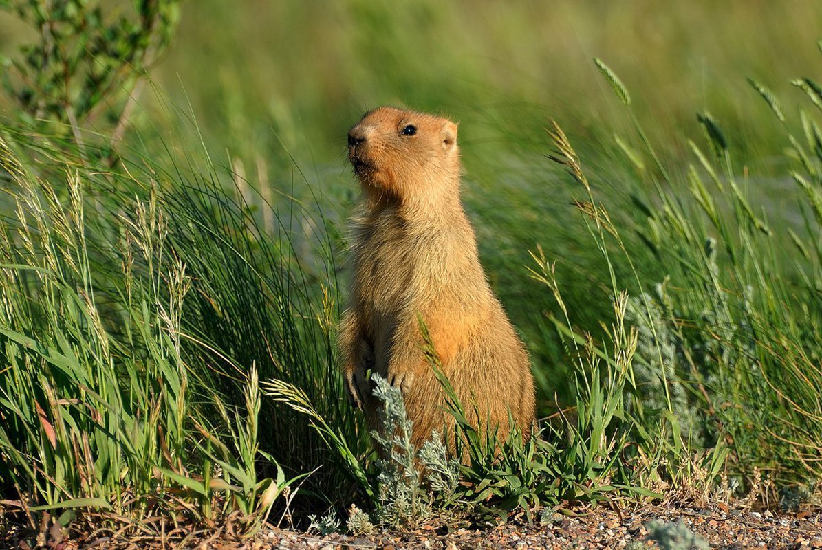 Суслик фото