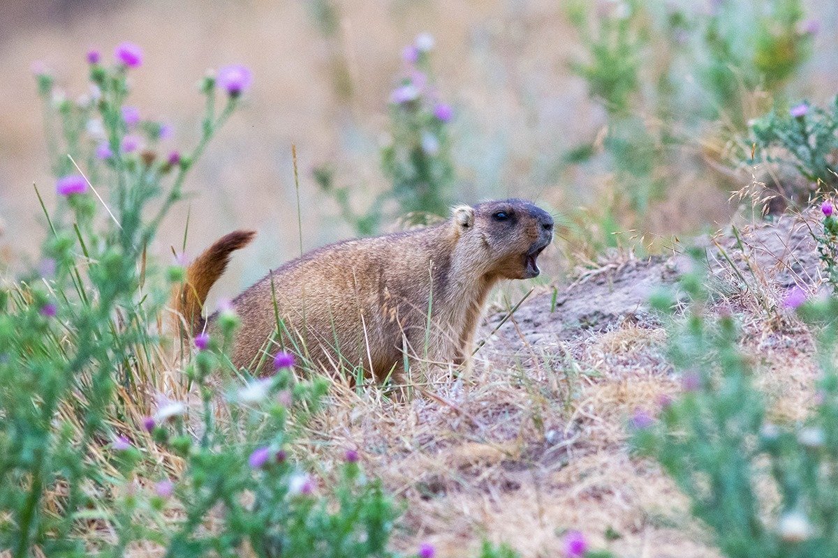 Айдахский суслик