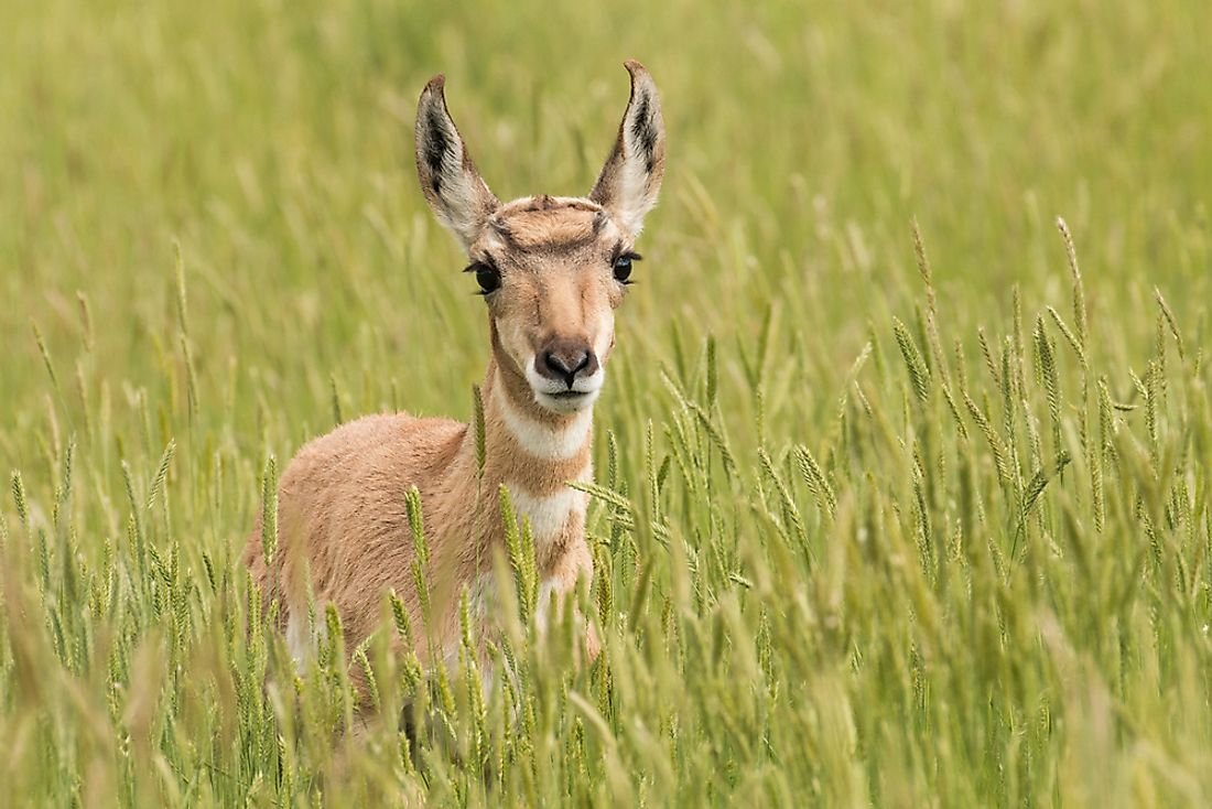 Животные степи