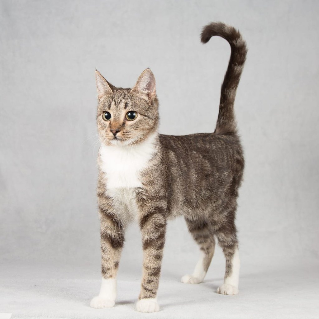 Кошачья порода метис