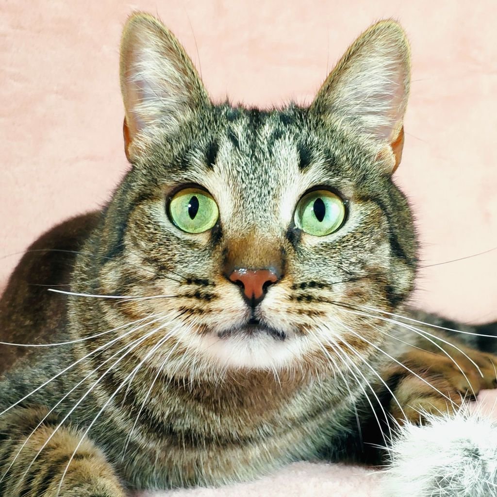 Кот породы метис