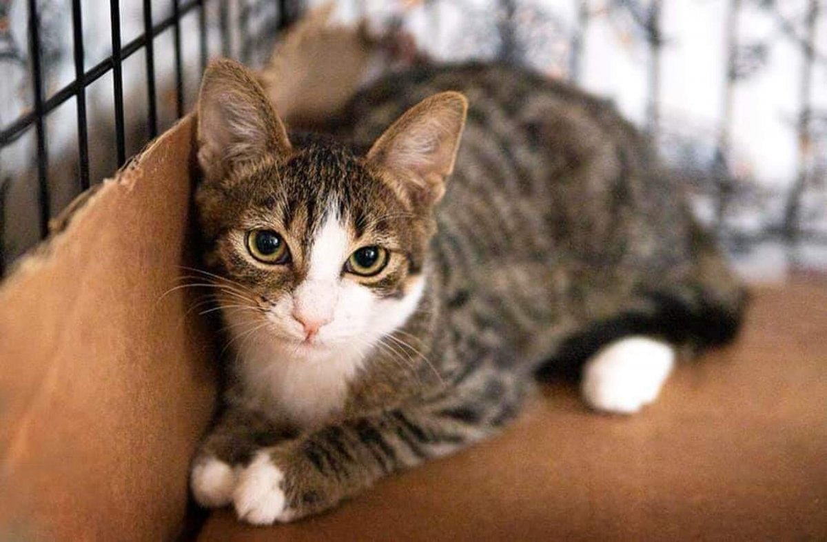 Метис порода кошек