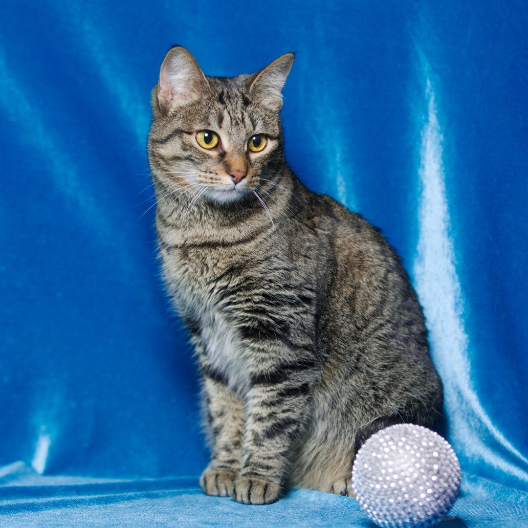 Донской сфинкс прямошерстный