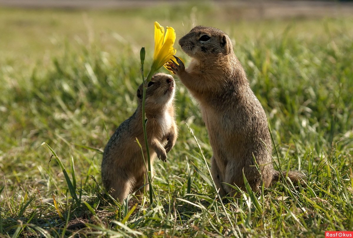 Суслик Краснощекий – Spermophilus erythrogenys