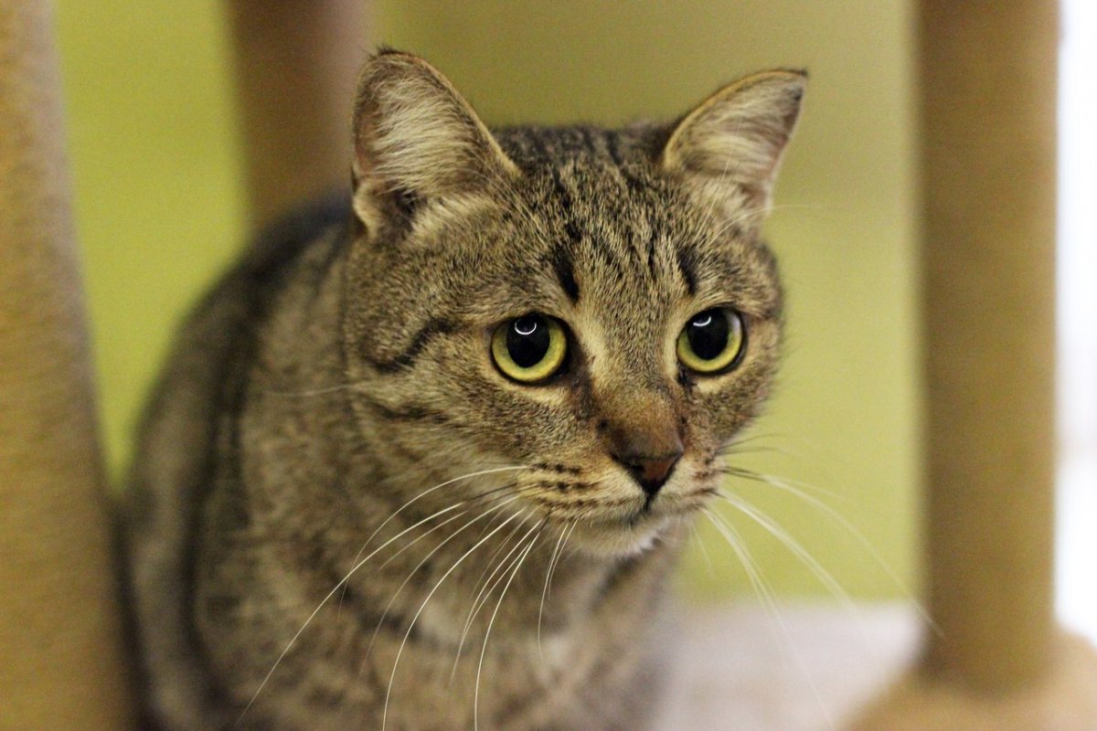 Кот метис фото