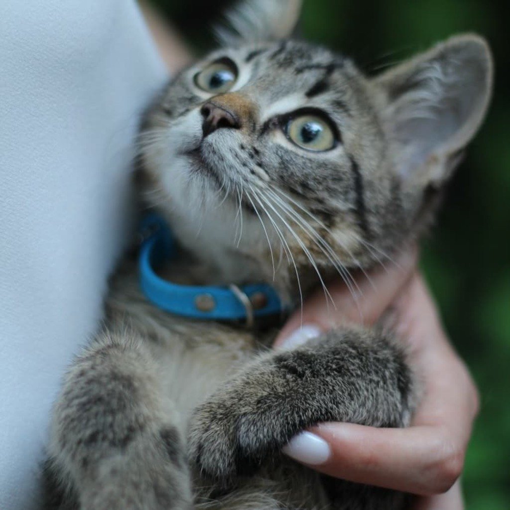 Метис порода пушистый