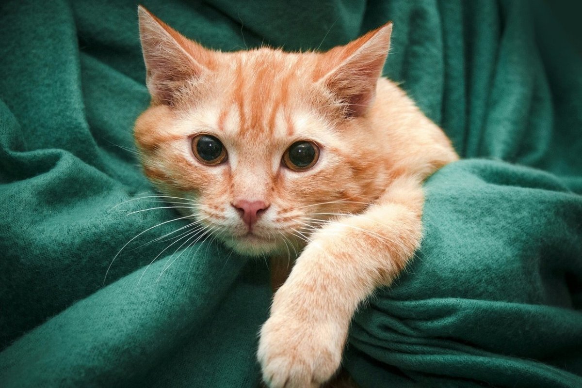 Сибирский Мейн кун