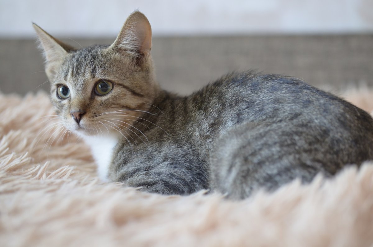 Кошачья порода метис