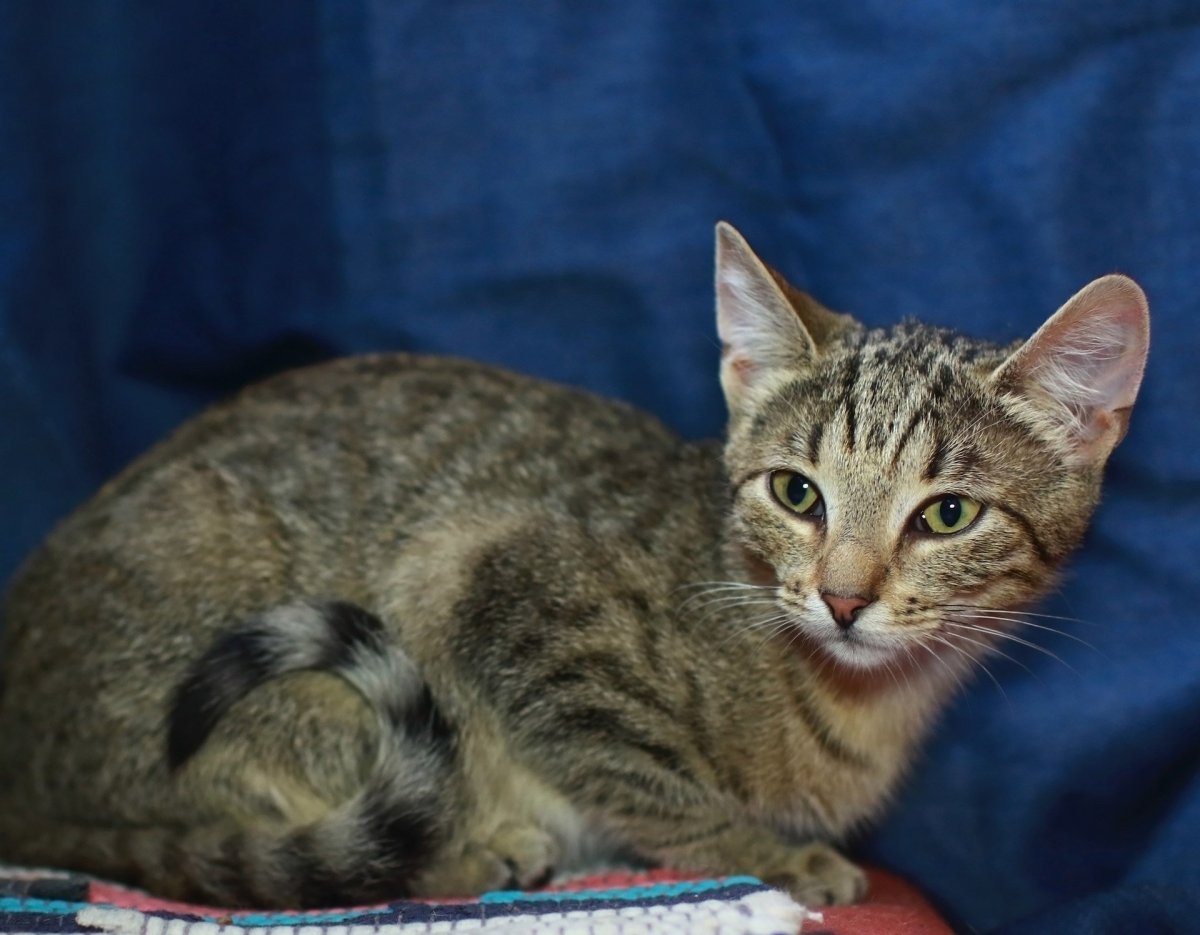 Сервал Мяурицио