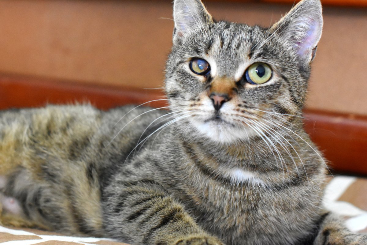 Кошки метисы фото