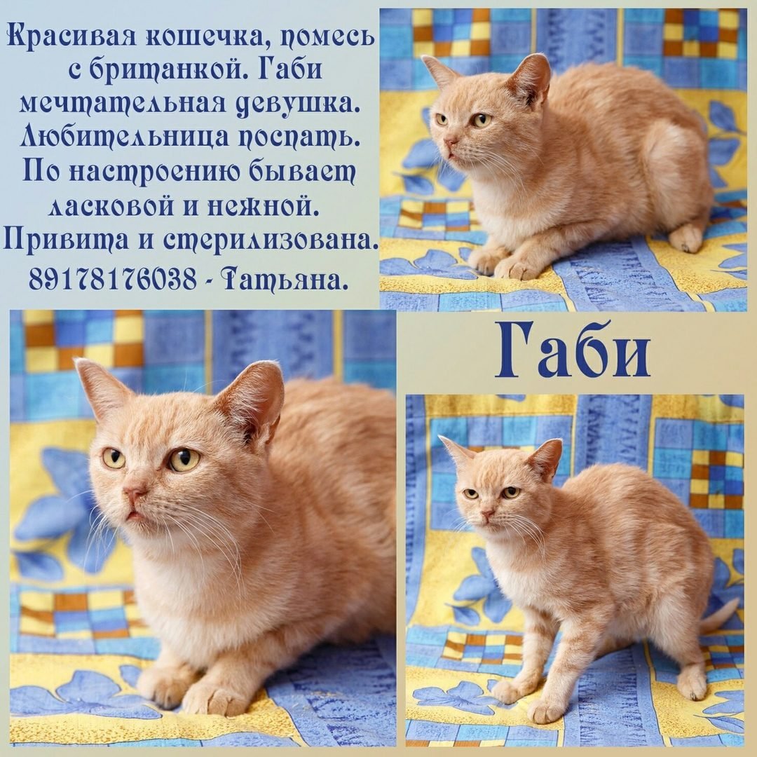 Мейн кун метис