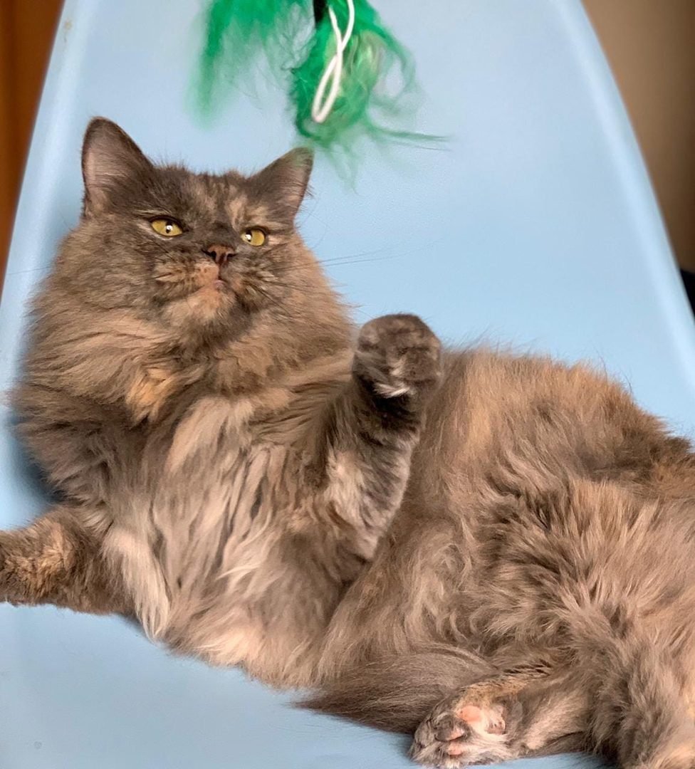 Сиамский кот метис