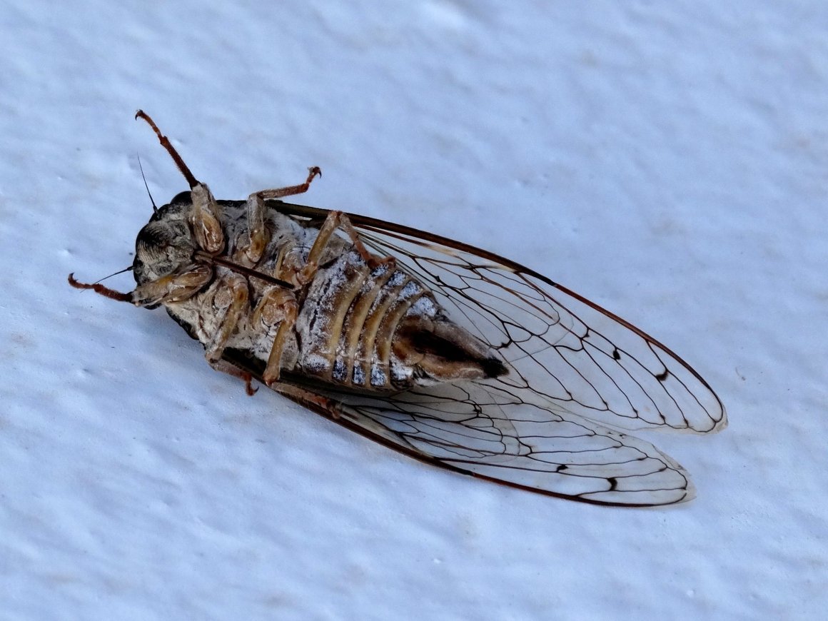 Leptoglossus occidentalis